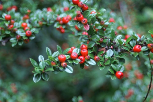 11AUG11-TGNWFLRBRRY-Bryn Euryn-Cotoneaster horizontalis berries