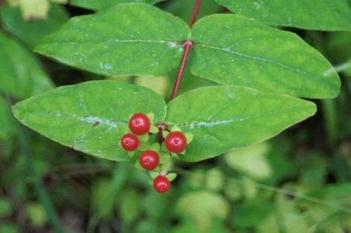 11AUG11-TGNWFLRBRRY-Bryn Euryn-Hypericum berries