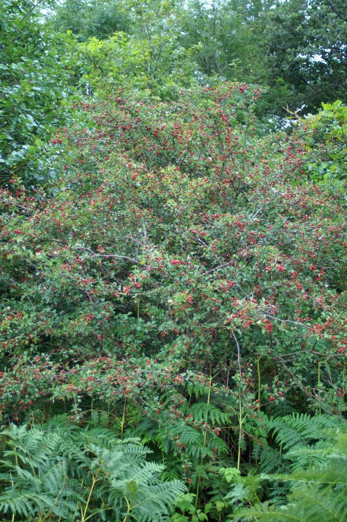 11AUG11-TGNWFLRTR-Bryn Euryn-Hawthorn Tree