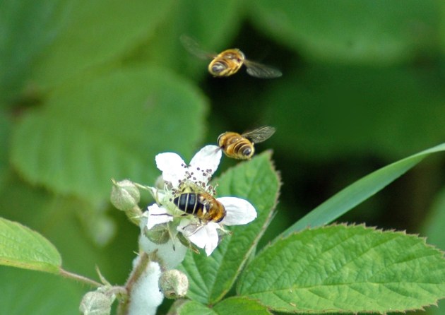 Eristalis nemorum-males hovering above a female