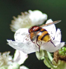 150710tg-Bryn Euryn-hvfly-Volucella zonaria 3