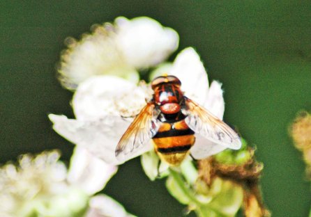 10/7/15-volucella zonaria-Bryn Euryn-woodland trail
