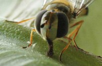 150712-hvfly-Scaeva pyrastri (12)a