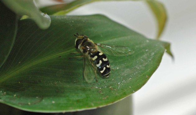 12/7/15-Scaeva pyrastri