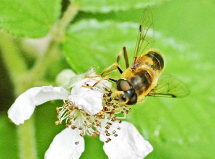 12/7/15-Eristalis nemorum