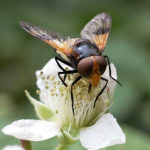 160623-Bryn Euryn 1339-55-Volucella pellucens– Pellucid Fly (3)