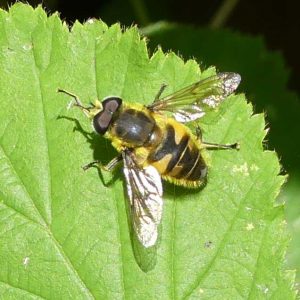 160703-Bryn Euryn (3) HVFLY-Myathropa florea