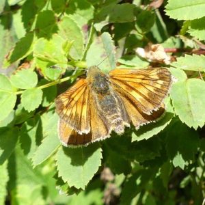 3/7/16-Bryn Euryn-Large Skipper (f)