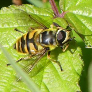 myathropa florea