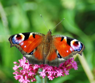 1/9/12-Peacock on valerian-Bryn Pydew, North Wales