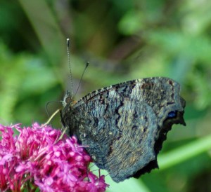 1/9/12-Underside of Peacock butterfly is dark & textured to give camouflage when roosting on tree bark
