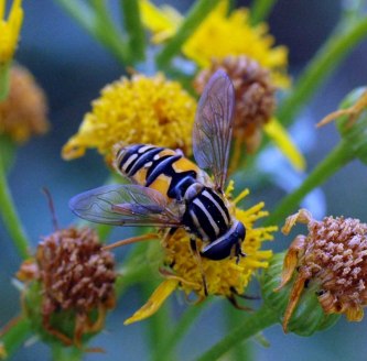 1/9/12 - The Footballer or Sun-fly - Bryn Pydew
