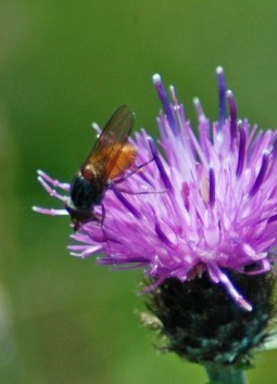 CHEI-Rhingia campestris 1