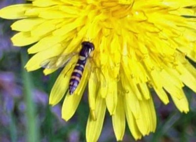 Long Hoverfly-Spaerophoria scripta
