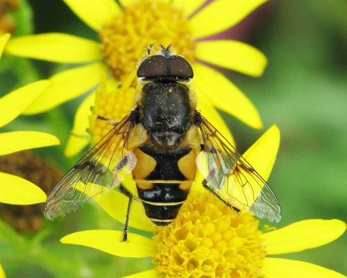eristalis horticola has a distinctive dark mark across centre of wing