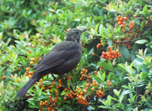 18911tgnwbrd-Blackbird (female) eating berries-rhos-on-sea
