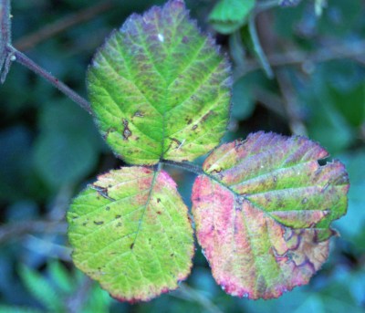 September - Bramble leaves