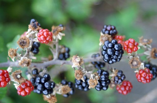 25911tgnwbrry-Blackberries-rhos-on-sea
