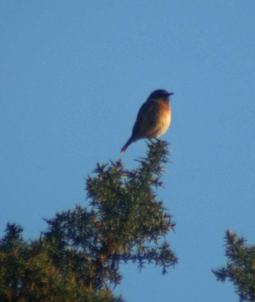 14/1/12 Stonechat - Saxicola torquata perched on gorse-Little Orme
