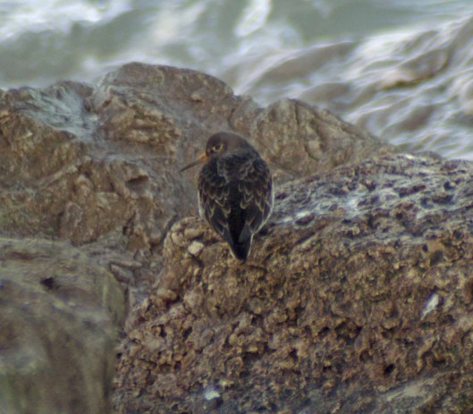 Purple Sandpiper-Calidris maritima