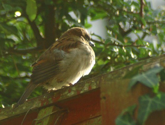 8JAN12-ROSGN-House sparrow female