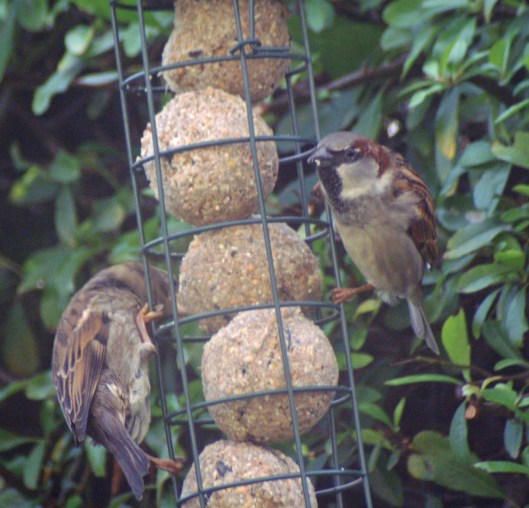 8JAN12-ROSGN-House Sparrow male & female feeding together