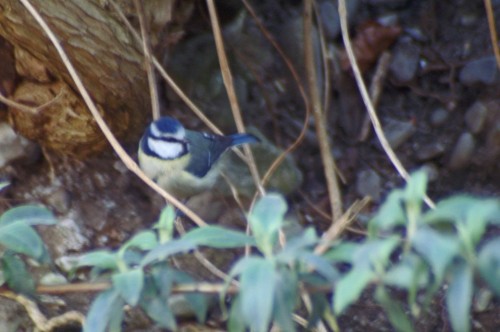 23212TGROS- Blue Tit at the edge of a stream