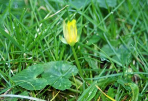 23212TGROS-Lesser celandine, closed petals