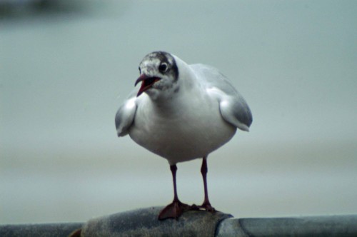 4212TGROS-Black-headed gull squawking at a rival