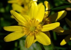 Lesser celandine