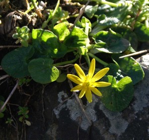 14309TGSPN-Lesser celandine