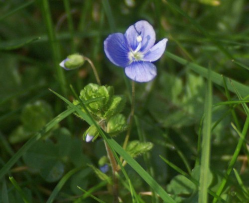 24312tgrosgdn-speedwell