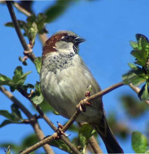 25312tgrosgdn-house sparrow male