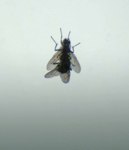 25312tgrosgdn-pair of flies mating on the living room window - undersides