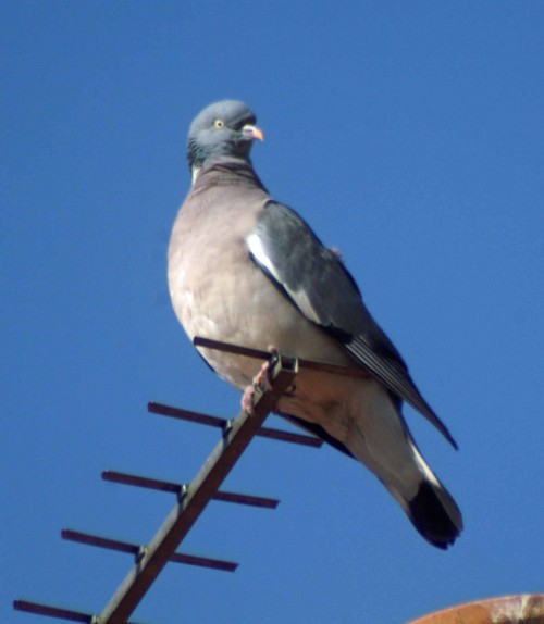 25312tgrosgdn-Wood Pigeon with an aerial view