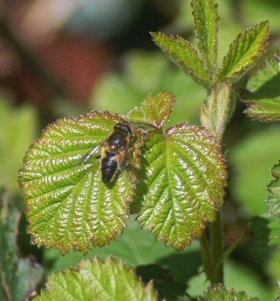 Eristalis basking on new leaves of bramble - rubus
