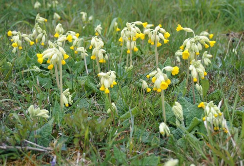 27412tgwlr-group of cowslips-bryn euryn