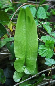27412tgwlr-harts tongue fern leaf-bryn euryn