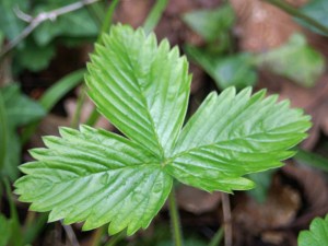 27412tgwlr-wild strawberry leaf-bryn euryn