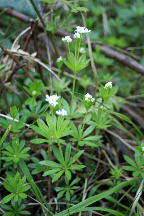 27412tgwlr-woodruff-bryn euryn