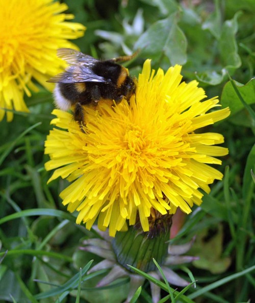 27412TGWLR-white-tailed bumblebee-bryn euryn