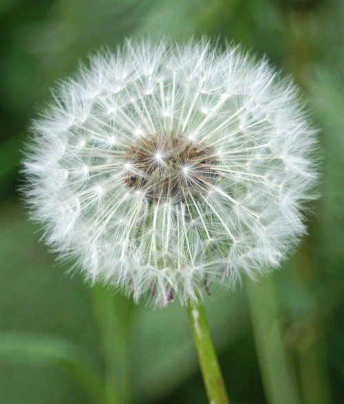 27412TGWLR-dandelion clock-bryn euryn
