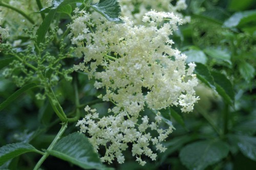 8612tgww-elderflower blossom-nevern, pembrokeshire