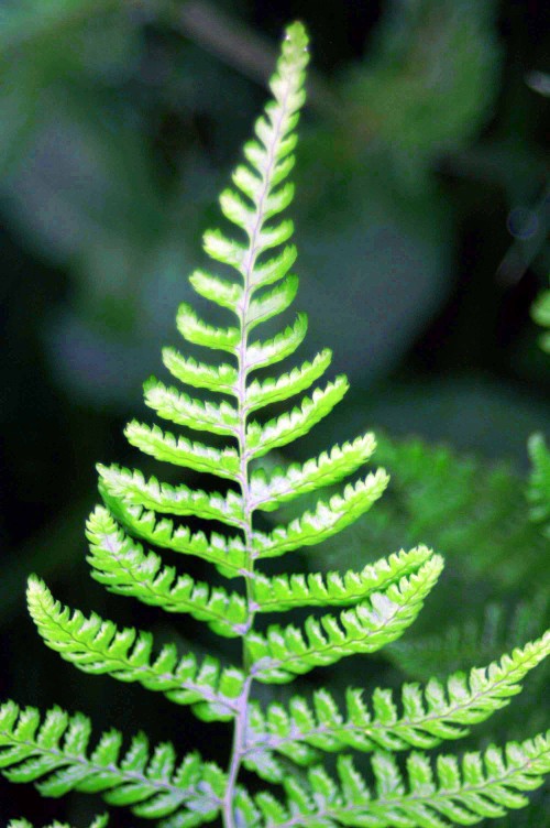 8612tgww-lady fern frond-nevern, pembrokeshire