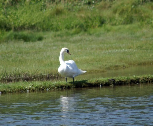 9612tgww-mute swan-pickleridge lagoon, dale, pemrokeshire