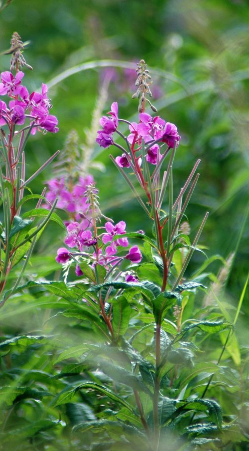 7-2512TGNW-Rosebay Willow Herb
