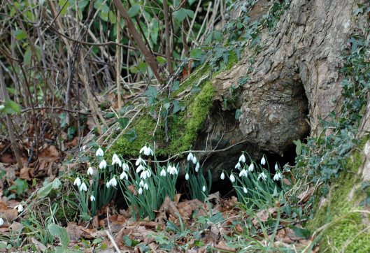 Sheltering amongst tree roots