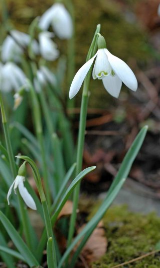 Snowdrop-Galanthus nivalis