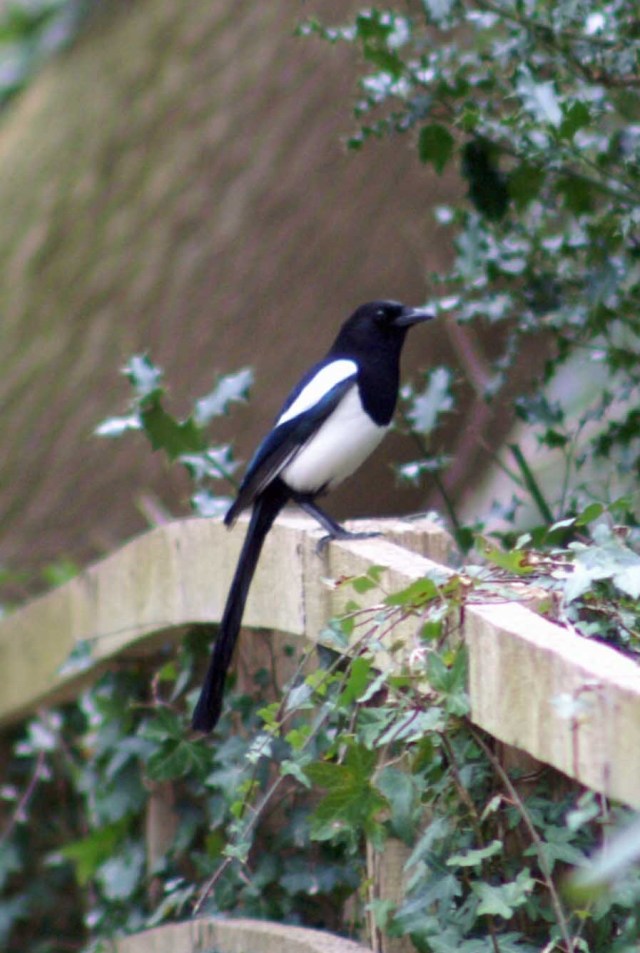 One of a pair of magpie on the handrail of the walkway
