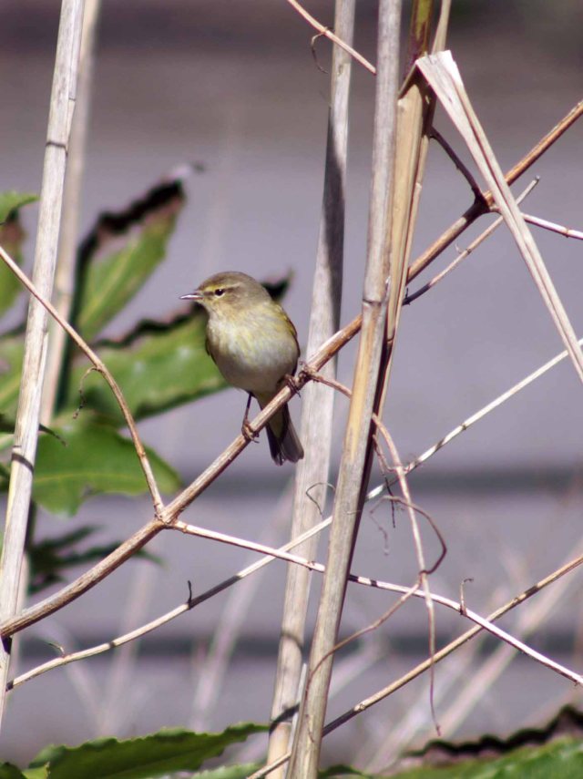 Taking a second to spot potential prey